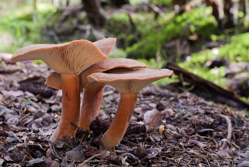 Lactarius helvus